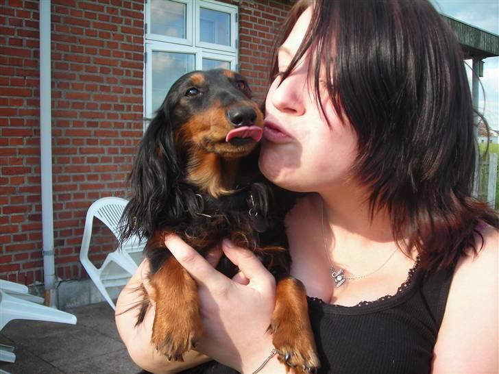 Gravhund King - Mysser til søster pernille d: billede 4