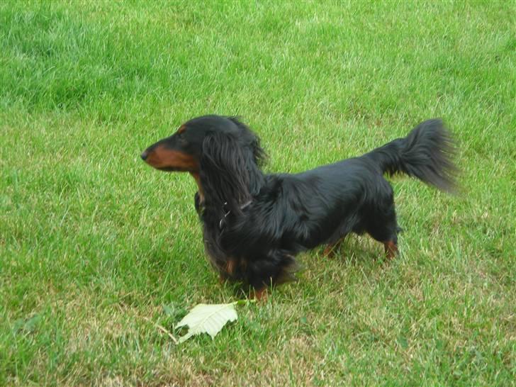 Gravhund King - Altså skulle lige vise jeg kunne stå pænt q: billede 5