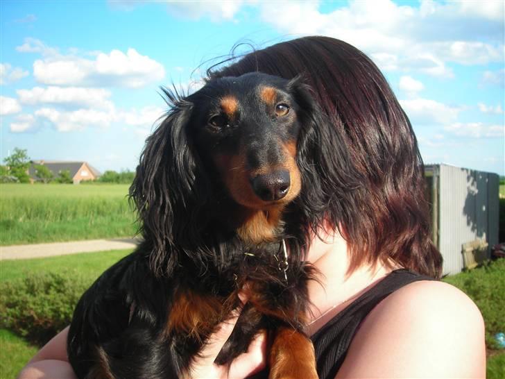 Gravhund King - Du er bange for kammeraet pernille, men ikke jeg. :D king billede 6