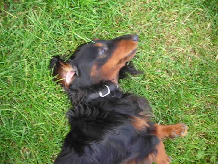 Gravhund King - Tid til at slappe af q:  billede 7