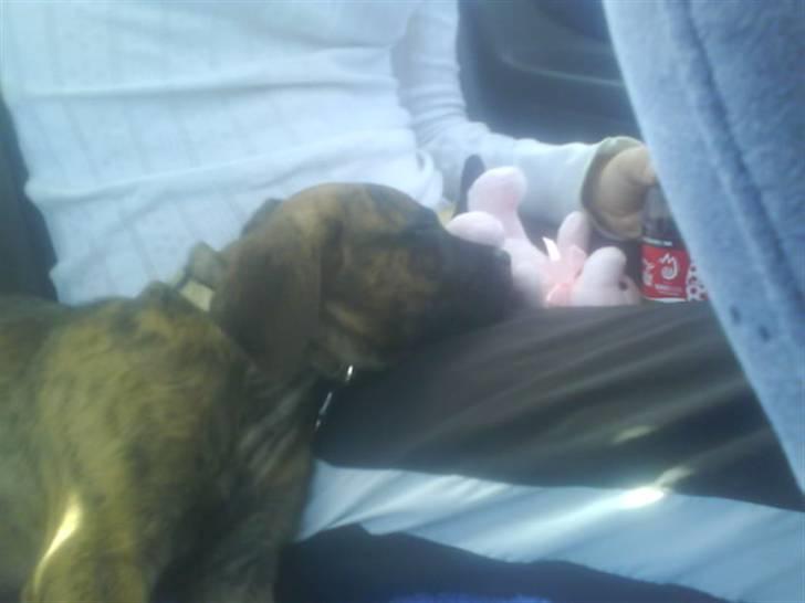 Blanding af racer R.I.P tøsen<3 billede 2