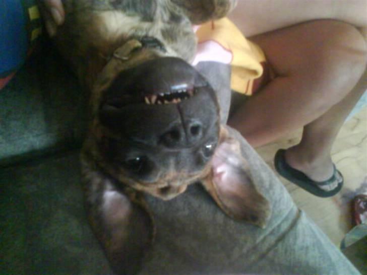 Blanding af racer R.I.P tøsen<3 billede 3