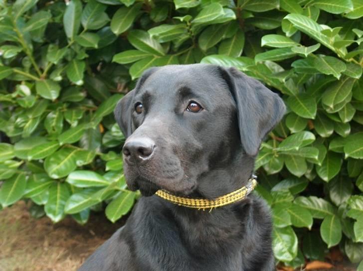 Labrador retriever Maggie - Maggie billede 1