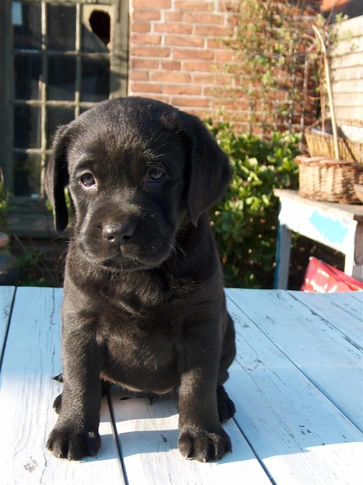 Labrador retriever Maggie billede 5