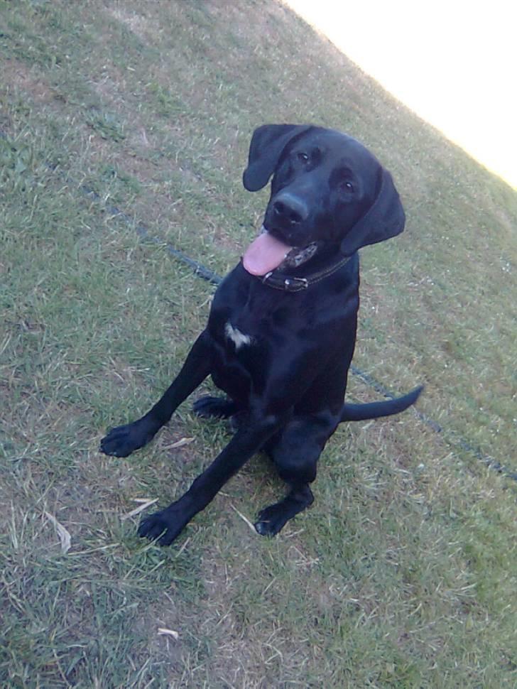 Labrador retriever Fuzzy - Vores dejlige hund Fuzzy billede 1