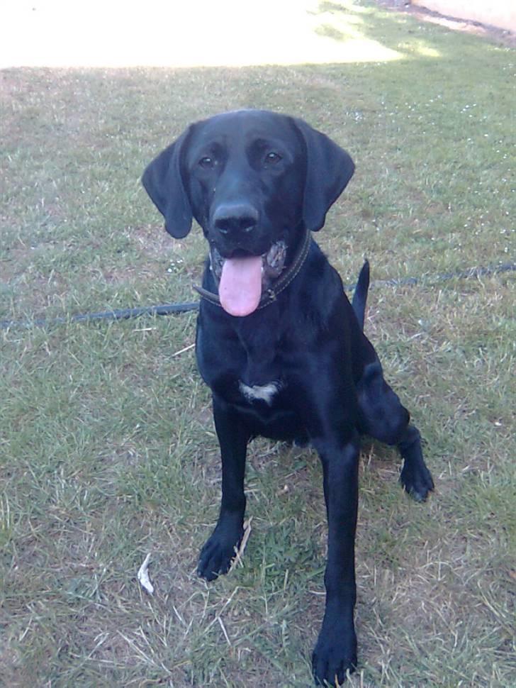 Labrador retriever Fuzzy billede 2