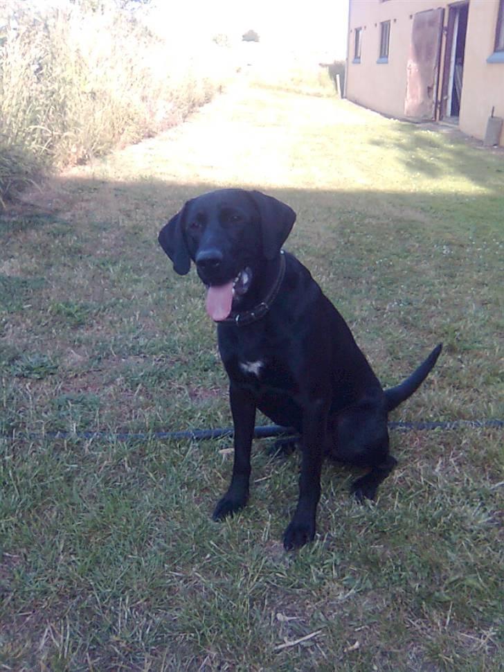 Labrador retriever Fuzzy billede 3