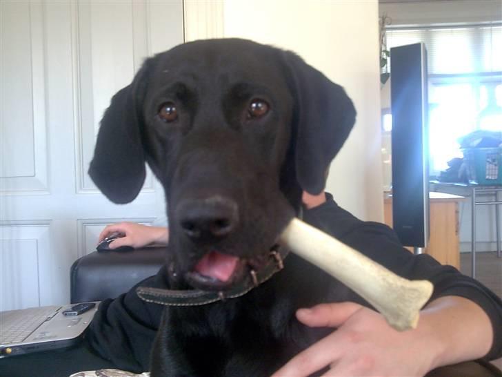 Labrador retriever Fuzzy billede 4