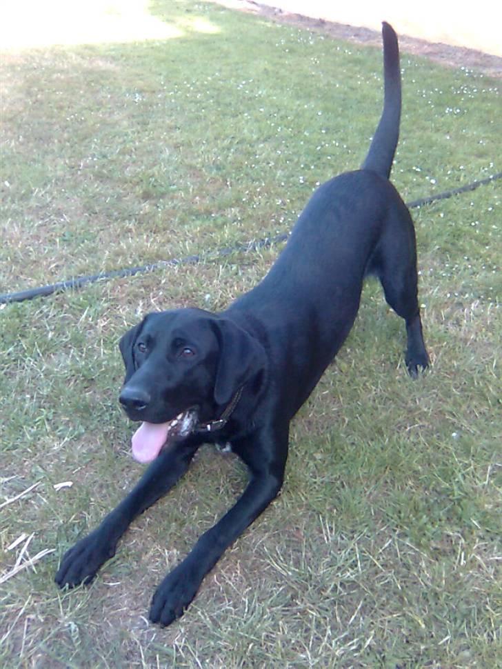 Labrador retriever Fuzzy billede 5