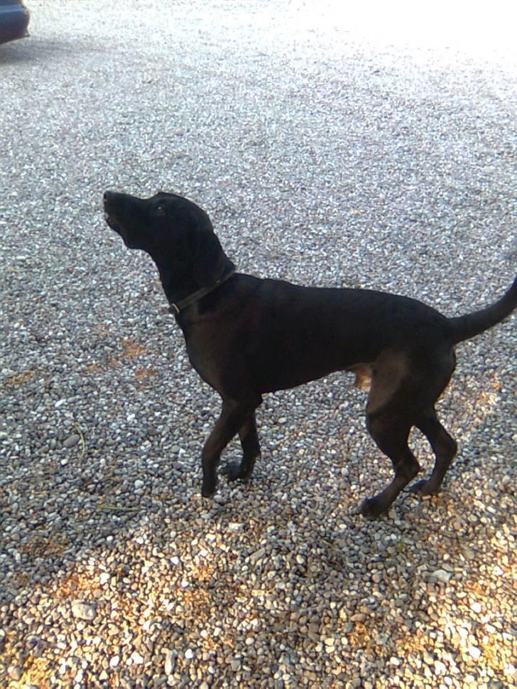 Labrador retriever Fuzzy billede 6