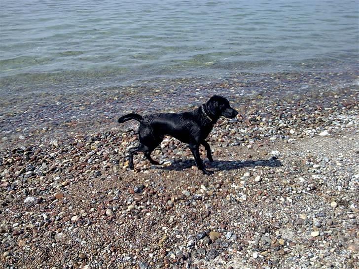 Labrador retriever Fuzzy billede 7