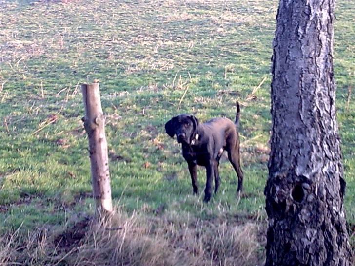 Labrador retriever Fuzzy billede 8