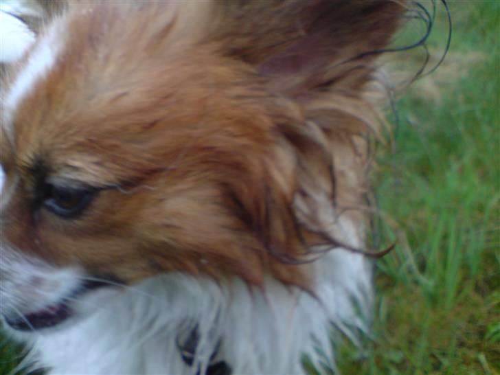 Papillon Thygesminde´s Don Carlos billede 14