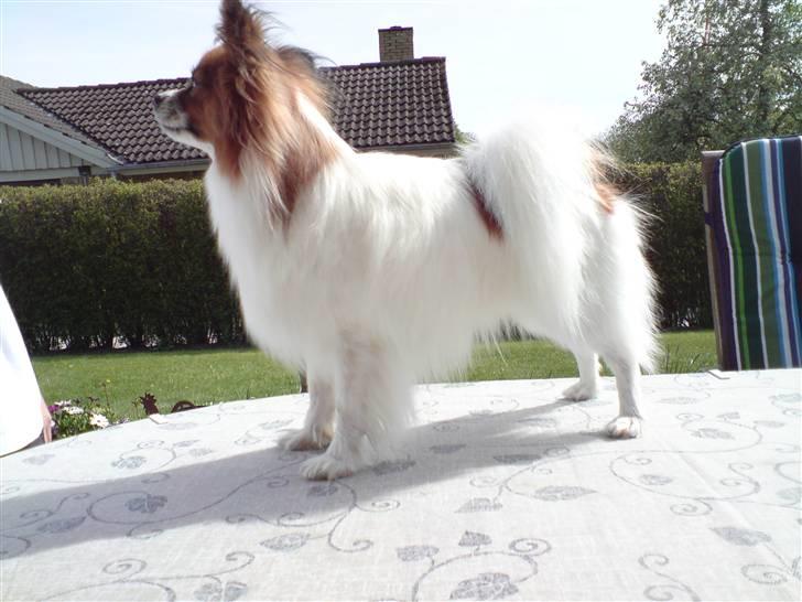 Papillon Thygesminde´s Don Carlos billede 15