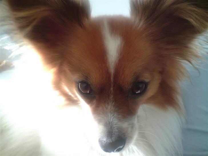 Papillon Thygesminde´s Don Carlos billede 16