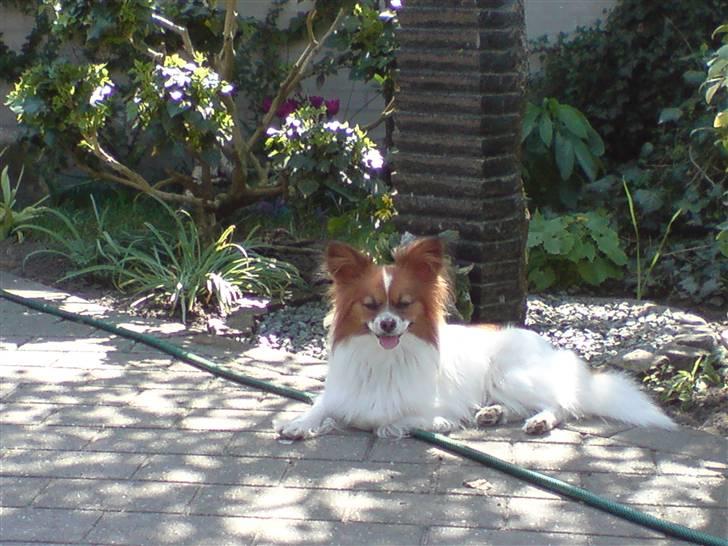 Papillon Thygesminde´s Don Carlos billede 17