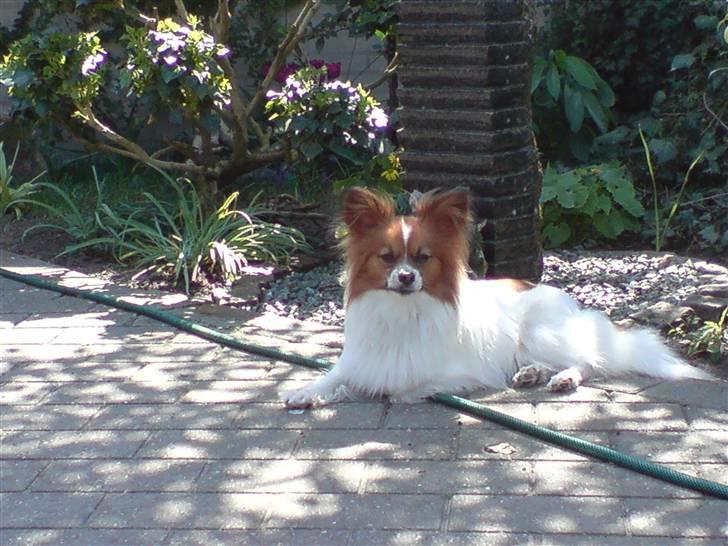 Papillon Thygesminde´s Don Carlos billede 18