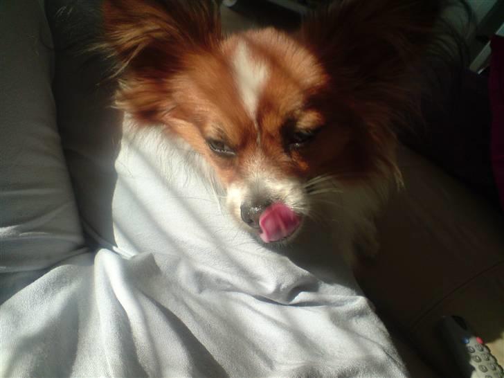 Papillon Thygesminde´s Don Carlos billede 19