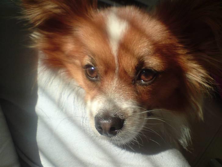 Papillon Thygesminde´s Don Carlos billede 20