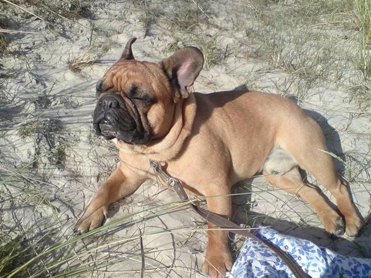 Fransk bulldog Lancome´s Viablo billede 16