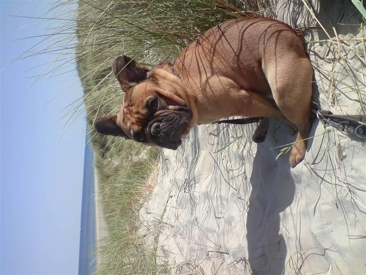 Fransk bulldog Lancome´s Viablo billede 17