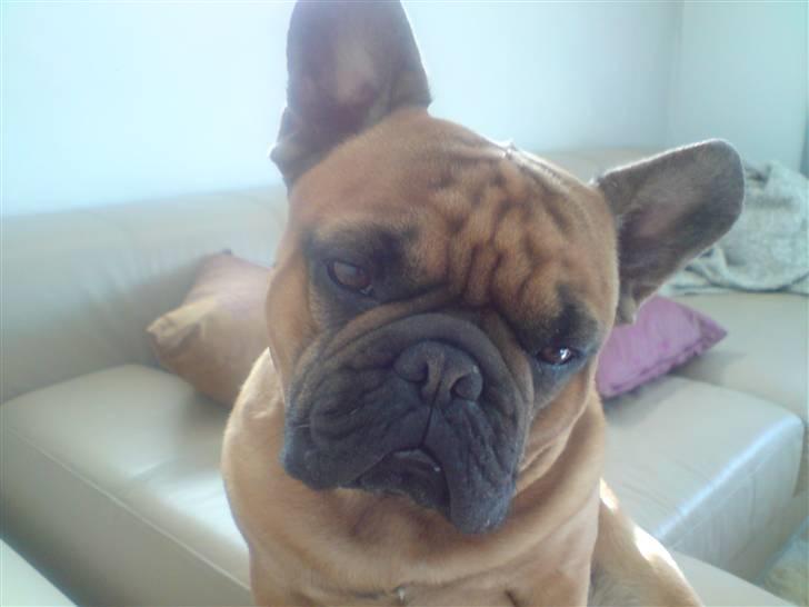 Fransk bulldog Lancome´s Viablo billede 18