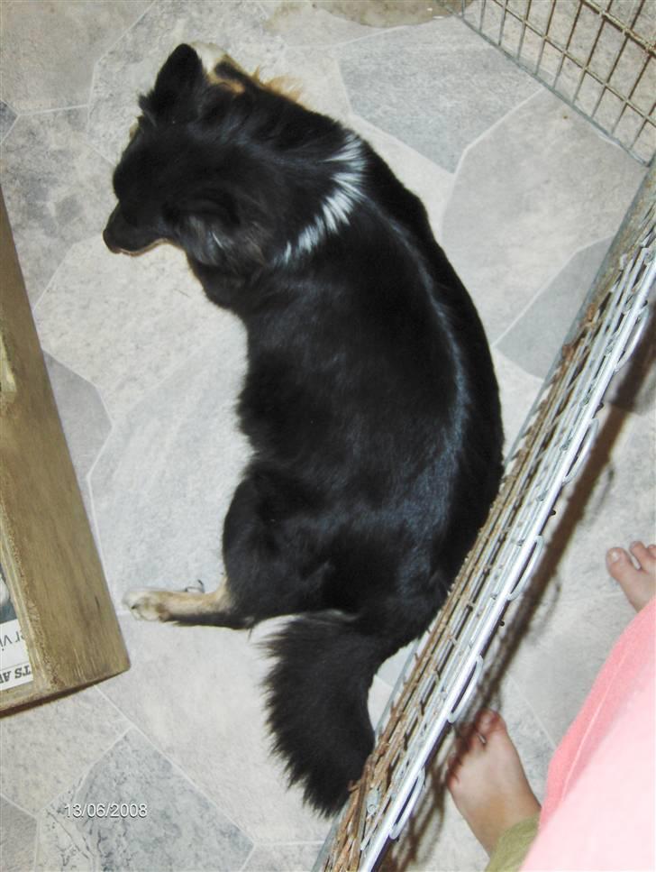 Islandsk fårehund Sólargeisli Eiga - Se hvor tyk jeg er, jeg er sat til at føde idag.(d. 13/6-2008) billede 6