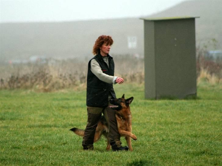 Schæferhund Akacias Baily/Samba R.I.P. 17.dec 11.(himmelhunnd) - Her er vi til ABC prøve i kreds 30 Greve, her er vi igang med B delen. billede 6
