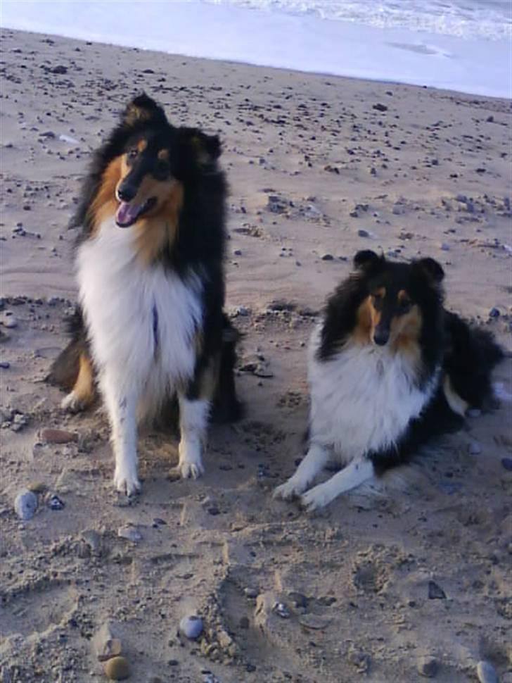 Collie langhåret Baloo - baloo med sin mor Chiba på stranden <´3 billede 3
