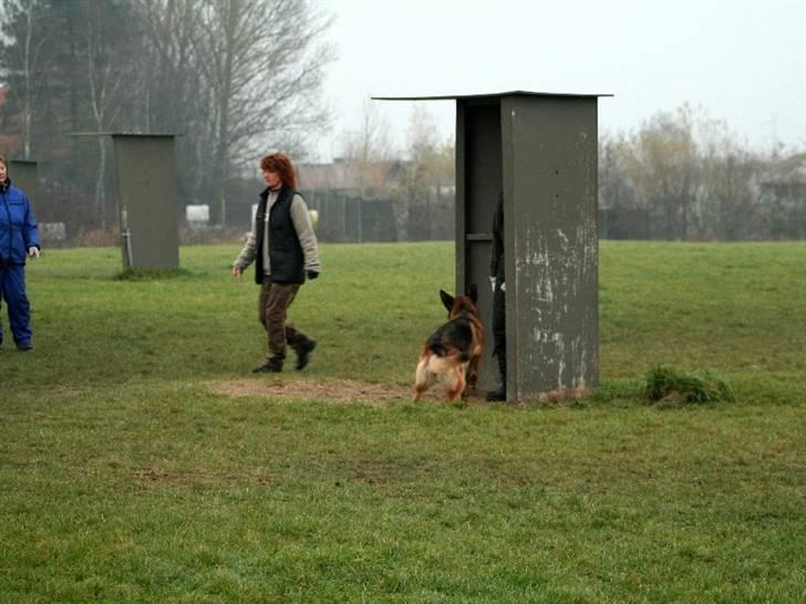 Schæferhund Akacias Baily/Samba R.I.P. 17.dec 11.(himmelhunnd) - Igen ABC prøve, her er det C delen. Rondering og bevogtning. billede 7