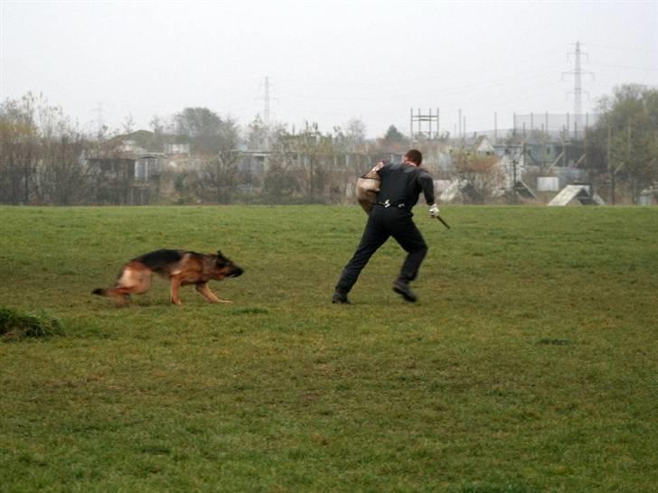 Schæferhund Akacias Baily/Samba R.I.P. 17.dec 11.(himmelhunnd) - Fart på Samba, figuranten når ikke langt.  billede 8