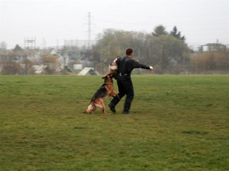 Schæferhund Akacias Baily/Samba R.I.P. 17.dec 11.(himmelhunnd) - Så er der bid! Vi blev kredsmestre i ABC!! :) billede 9