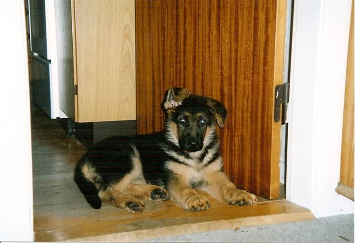 Schæferhund Akacias Baily/Samba R.I.P. 17.dec 11.(himmelhunnd) - Samba 10 uger gammel. billede 10