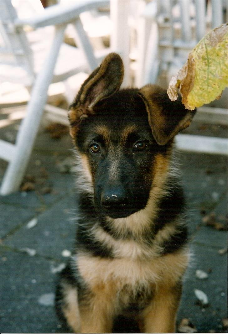 Schæferhund Akacias Baily/Samba R.I.P. 17.dec 11.(himmelhunnd) - Hej!!!!Øerne godt på vej op at stå. billede 11