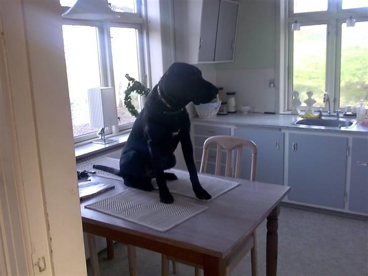 Labrador retriever Fuzzy - Hov det er vidst forbudt at sidde der FuzZy billede 9