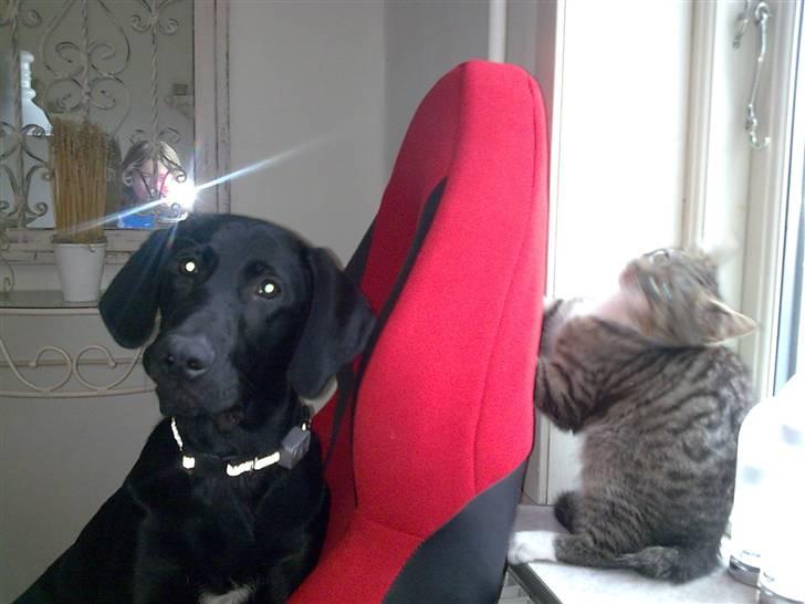 Labrador retriever Fuzzy - Aaah man sidder nu godt på fars stol, og Sylvester syns det er sjovt. billede 10