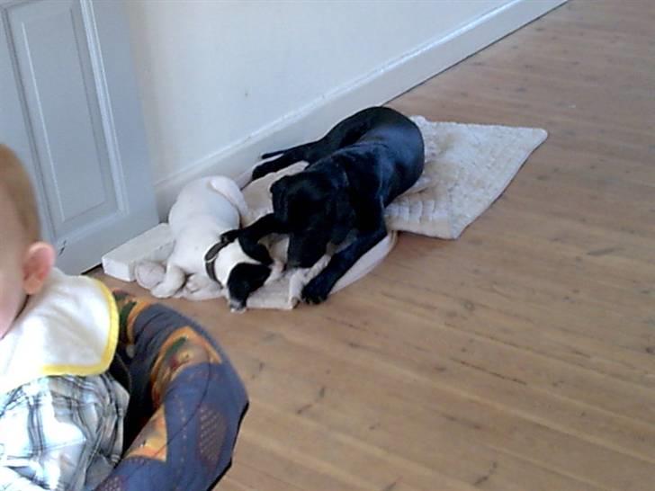 Labrador retriever Fuzzy - Mig og min gode ven Disell billede 11