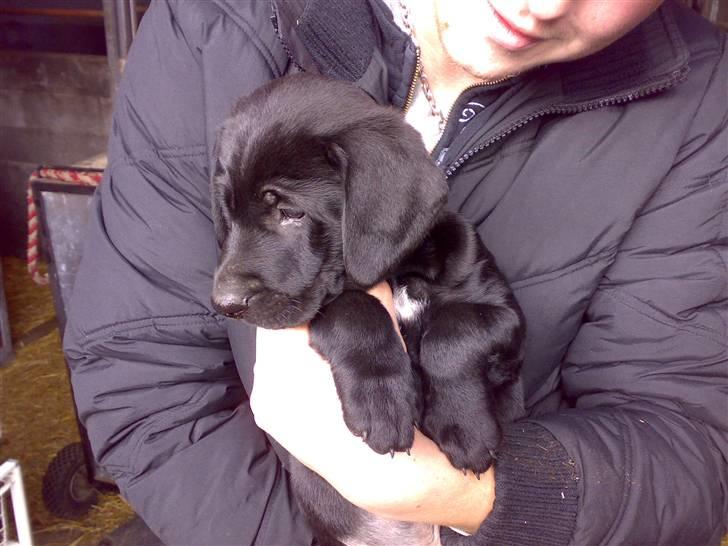 Labrador retriever Fuzzy - Såååå lille var jeg engang billede 12