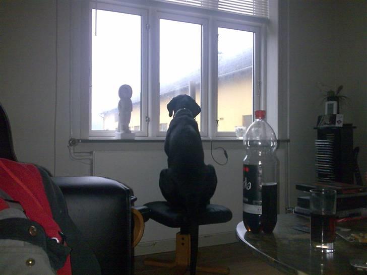 Labrador retriever Fuzzy - Sker der mon noget spændende udenfor? billede 13