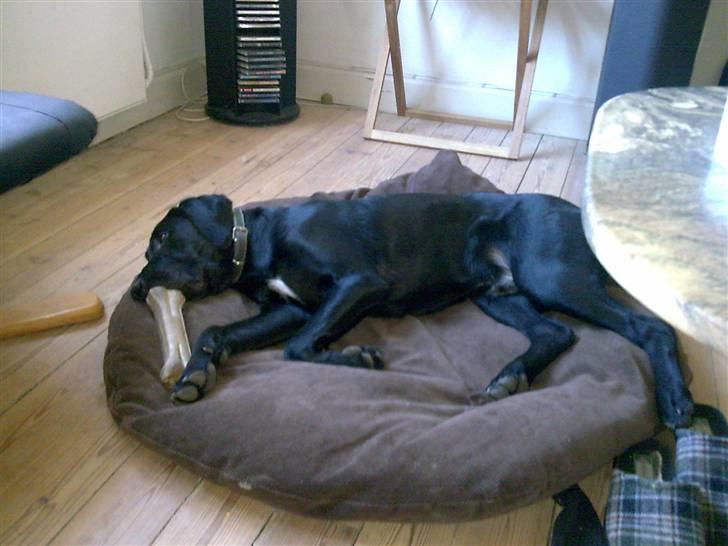 Labrador retriever Fuzzy - Nu er jeg træt.. billede 14