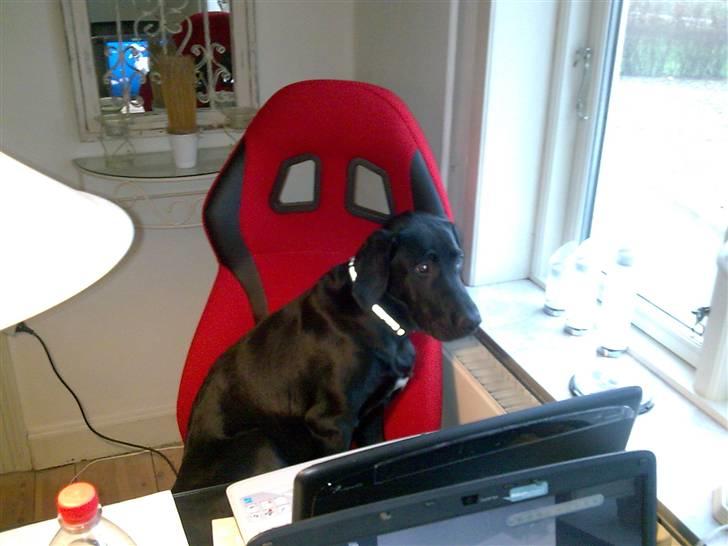 Labrador retriever Fuzzy - Venter på at min far kommer hjem fra arbejde billede 15