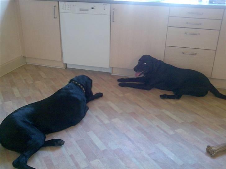 Labrador retriever Fuzzy - Mig og min bedste ven Pingo billede 16