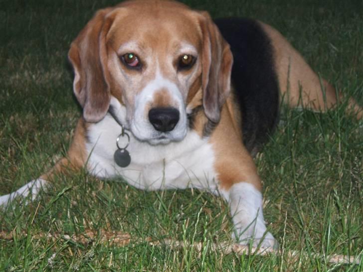 Beagle Tarzan billede 1