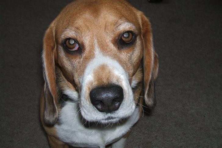 Beagle Tarzan billede 2