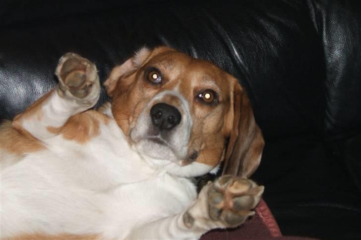 Beagle Tarzan billede 3