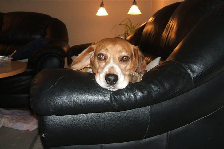 Beagle Tarzan billede 4