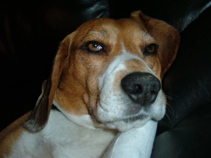 Beagle Tarzan billede 5