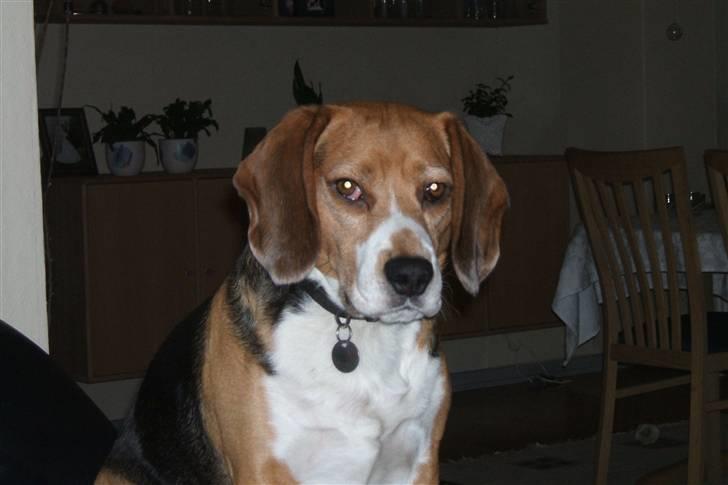 Beagle Tarzan billede 6