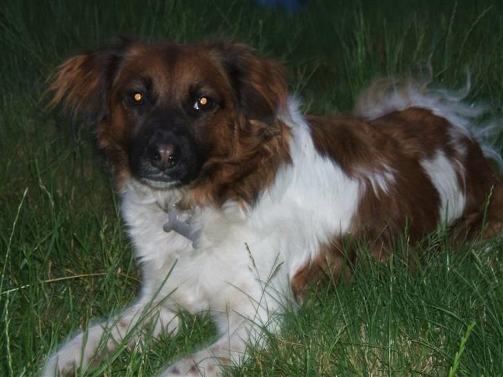 Blanding af racer Nemo billede 1