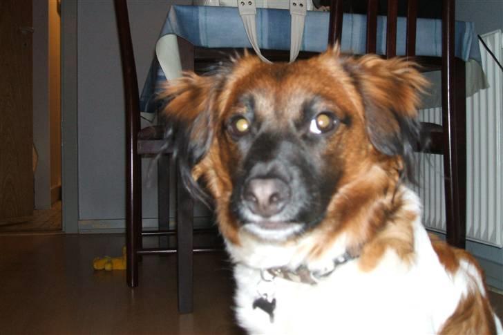 Blanding af racer Nemo billede 2